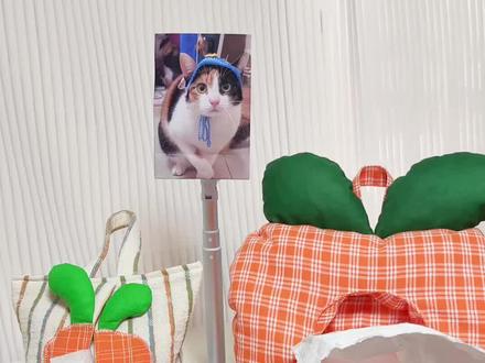 一起来做个萝卜纸巾吧!
@超级无敌大开门 #萝卜纸巾猫 #萝卜纸巾 #蒸蚌 #手工教程 #萝卜纸巾猫二创