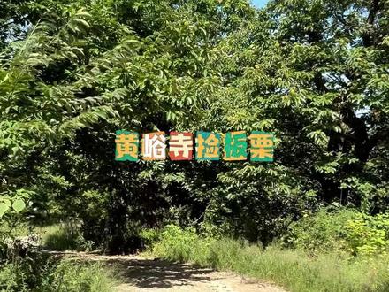 黄峪寺捡板栗 感谢大自然的馈赠,每年的秋天可以进山去捡板栗。天然无公害,好吃心情好。#感谢大自然的馈赠 #捡板栗 #捡板栗的季节 #黄峪寺村