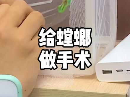 全网首发!给羽化的螳螂做手术,小编有双外科大夫的手🤔#螳螂 #抖音小助手 #抖来涨知识