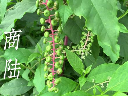 商陆——能“通鬼神”的植物,但要在野外遇见它记得远离,它的果子可是有毒的!#植物科普 #一日一植物 #商陆 #野生植物 #抖加小助手 @DOU+小助手