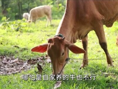 在宋朝吃牛肉犯法?真有这么严吗? #军事爱好者 #内容启发搜索 #历史故事 #古人的智慧 #军事迷