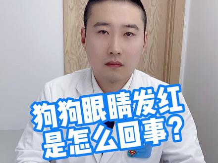 狗狗眼睛发红是怎么回事,爱达动物医院告诉您!#科学养宠攻略 #兽医 #宠物医院的那些事 #宠物知识 #宠物医生 #犬猫 #萌宠 #爱达动物医院 #养狗 #宠物医院
