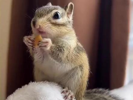 金花松鼠有哪些叫声?都有什么含义?