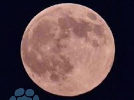 今年最后一次!“超级月亮” 即将登场,12月4日晚赏月打卡最佳,不要迷茫 不要慌张,满月替你给2025画上圆满句号#大象主播说