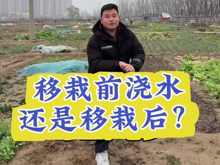 辣椒苗买回来后,你就这样浇水#辣椒苗移栽 #辣椒 #三农 #种植小技巧