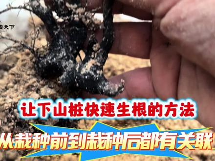 如何让下山桩快速生根?从栽种前到栽种后的六个管理方法 #家庭养花技巧 #创作者中心 #创作灵感 #下山桩培育 #下山桩多久生根