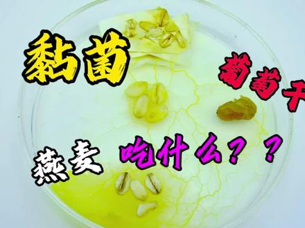 黏菌吃葡萄干吗?#趣味实验 #科学#黏菌 #记录 #神奇的大自然