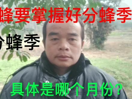 诱蜂要把握好分蜂季,那么分蜂季具体是哪个季节,哪个月份呢?#三农 #诱蜂 #分蜂季