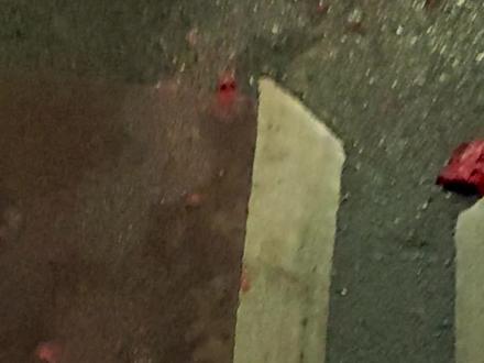 下辈子小心点吧小狗.#宠物 #毛孩子