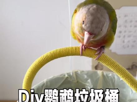 新手妈妈如何培养鹦鹉定点拉粑粑,超低成本diy超实用的垃圾桶站架,快去动起来吧#鹦鹉日常 #新手养鸟#鹦鹉