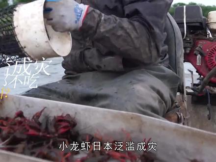日本小龙虾泛滥成灾,当地人宁做花肥都不吃,还想出口给我国?
