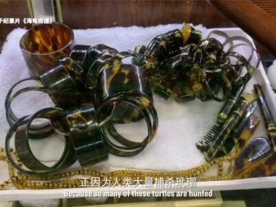 受栖息地丧失、非法捕捞和贸易、海洋污染和气候变化等因素的影响,世界自然保护联盟(IUCN)认为现存七种海龟中的六种存在灭绝风险。2021年,我国将海龟升级为国家一级保护野生动物。请拒绝购买一切海龟制品,除了海龟,没有人应该拥有它们的壳。#生动的海洋不能没有你 #神奇动物在抖音