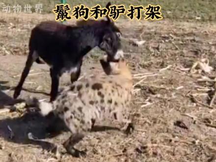 鬣狗被驴揍了很不服气,第二次交手又被毒打了一顿#野生动物零距离 #神奇动物在抖音 #动物世界 #精彩片段