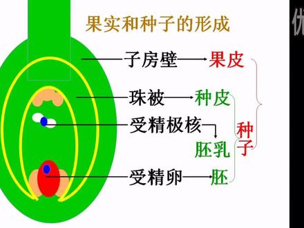#科普 #生命科学 被子植物的生殖
