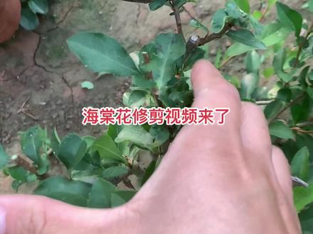 养殖海棠花修剪视频,对大家有帮助,点个爱心吧。#苗木种植基地 #金牌苗木人 #爱生活爱养花 #种植小技巧