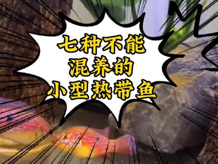 这七种小型热带鱼是不能一起混养的!看看你养过几种?#养鱼日记 #观赏鱼 #养鱼人 #水族 #养鱼养心