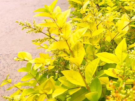 郯城县重坊镇许村 此村之前叫“范庄”,村里也有范姓人家居住。清乾隆年间建村,后因许姓人口多,叫“许家村”,简称许村。
据《邳州许氏族谱》记载:
许村许氏始祖寿公,是湖南长沙人。元末,随朱元璋建功立业,诰封武略将军。卒葬于南京水西门。明永乐七年(1409年),二世祖携家眷子侄,到邳州世袭千户之职,后,三世祖鉴公
东迁草桥,从四世祖到九世祖一直往返居住在邳州和草桥之间。在1644年清军入关前后,十世祖绪孙公携家人北上,迁居至重坊镇许村,距今约300多年。后期宗族发展壮大,许姓人口增多,与其它姓氏一起生活。
许氏的得姓始祖为炎帝神农氏后裔伯夷。因其裔孙被周成王封于许国,子孙以国为氏,称许氏。这是许氏的最主要来源,其它的来源有少数民族改姓的,有被赐姓的,也有官吏为避祸而改成许姓的。
先秦时期,许氏最初主要分布于河南许昌一带,许国灭亡后,族人散居中原各地,逐渐向山东、安徽、江苏等邻近省份迁徙。汉代许氏开始向南方发展。
许姓在全国分布广泛,主要集中于河南、山东、江苏、广东、浙江等省份,其中河南为许姓第一大省。#重坊镇许村 #许村许氏 #光辉科技