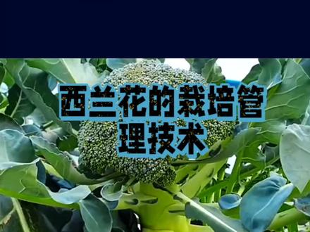 西蓝花的栽培管理技术#支持三农扶持三农发展 #抖音助农 #农业技术推广 #新农人计划2023 #农业