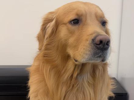 皮:等会就把冰箱里的西兰花全扔了#金毛 #狗狗 #狗狗的心思都写在脸上了 #金毛日常生活视频