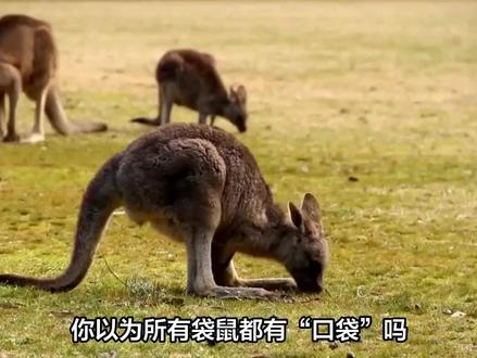 所有的袋鼠都有口袋吗?#科普 #冷知识 #袋鼠
