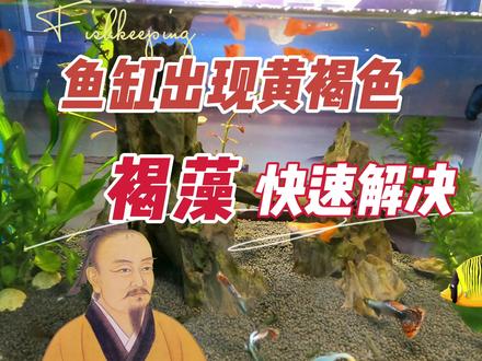 鱼缸出现黄褐色生锈一样,快速解决褐藻:养鱼笔记第3季46集#水草缸 #水族 #观赏鱼 #养鱼养心