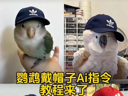 你们要的鹦鹉戴帽子ai指令教程来了,还不会的,手把手教会大家#剪映 #剪映图片设计 #鹦鹉戴帽子ai指令 #鹦鹉帽子歪歪戴ai指令 #鹦鹉阿迪达斯帽子指令