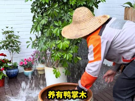 #鸭掌木 #八方来财 #养花 养护鸭掌木的方法,记住这四句话