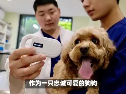 狗芯片怎么植入?狗芯片:不仅是一种追踪工具,更是电子身份证 #宠物知识 #养狗经验分享 #头条宠物
