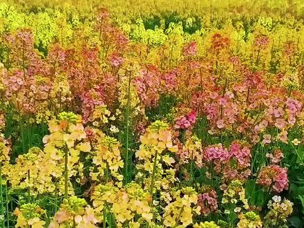 去婺源中云看彩色油菜花#抖音邀你来赏花 #感受春的气息