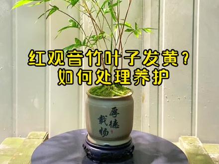 红观音竹叶片发黄出现烧尖叶,该如何处理?#红观音竹养护 #2022年新农人计划 #网红竹子 #花卉绿植 #一花一草一世界