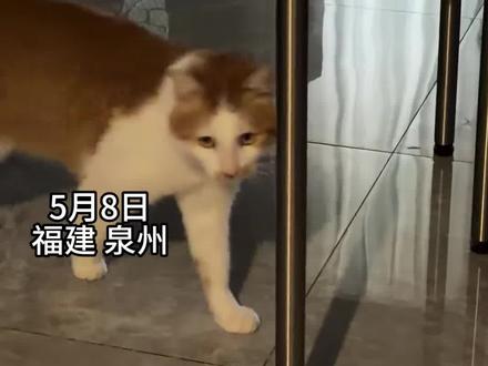 宠物洁牙秘籍大公开,学到就是赚到!#铲屎官必看#亨利爸爸洁齿水#橘猫#猫咪口腔健康#cdruxjid