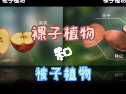 地学短视频 | 种子植物分为裸子植物和被子植物,如何区分呢?