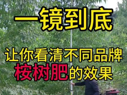 一镜到底,让你看清不同品牌桉树肥的效果,视频有点长哦#农资肥料 #桉树 #桉树种植 #抖音助农 #三农