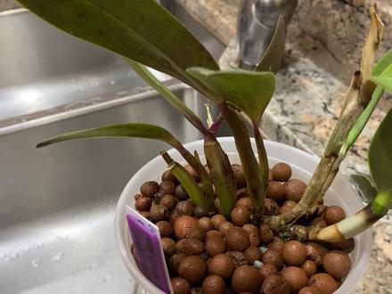 陶粒半水培养兰花的设置(之七,换盆)