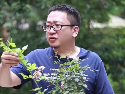 节外生枝,我这盆月季完美地解释了这个成语#问答c计划