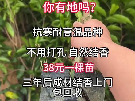 你有地吗?抗寒耐高温品种
优质奇楠沉香苗
不用打孔 自然结香
38元一棵苗
三年后成材结香上门包回收#抖音助农 #三农 #抖音助农扶农 #奇楠沉香 #农业种植 @创作灵感
