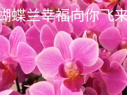 蝴蝶兰幸福向你飞来 寓意爱情纯洁友谊珍贵 美丽的传说 花语…