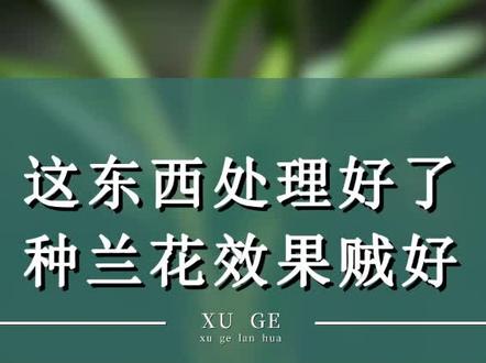 这东西处理好了,种兰花贼好#花卉绿植 #兰花 #兰花种植 @抖音小助手