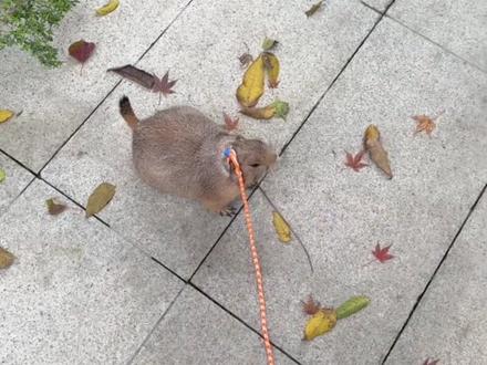 富贵全程情绪稳定,听我在那和阿姨讲话 #土拨鼠 #萌宠 #萌宠出道计划 #萌宠日常记录 #动物的迷惑行为