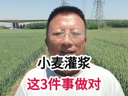 小麦灌浆,这3件事做对,浇水、补肥、防控 小麦灌浆,这3件事做对,浇水、补肥、防控#小麦种植 #小麦种植管理技术 #马哥聊农业 #小麦高产技术 #农技知识分享