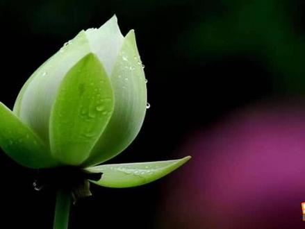 #初中生物知识点 #从种到界