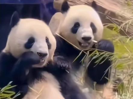 大熊猫蕾蕾和晓哓: ●起飞:1月27日 19:14(东京成田,川航3U9678)
●落地:1月28日 01:00(成都天府国际机场)
●入住:1月28日 06:00(中国大熊猫保护研究中心雅安基地)蕾蕾晓晓终于回家了,日本熊猫数清零了。#大熊猫蕾蕾晓晓 #大熊猫 #大熊猫蕾蕾晓晓回国