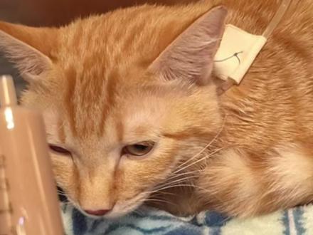上颚撕裂的小猫能活到成年做手术,医生说这是奇迹