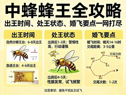 新手养蜂不踩坑:中蜂蜂王出王、婚飞全流程解析 蜂王是蜂群的 “灵魂” 与 “发动机”,直接决定蜂群的兴衰和蜂蜜产量。但新手养蜂常因搞不懂新王何时出现、处王出房后该咋观察、婚飞期要注意啥而踩坑,甚至出现失王、蜂群飞逃等问题。这份内容把中蜂出新王的 3 种关键场景、处王出房后的 3 个阶段状态、婚飞的黄金时间全梳理成清晰时间轴,再配上 5 个避坑要点,从 “何时出王” 到 “如何护王” 讲得明明白白,养蜂人看完就能用,轻松守住蜂群的 “核心命脉”。#中蜂养殖技术#蜂王管理全攻略#新手养蜂避坑指南#中蜂处王婚飞技巧#养好蜂王蜂群旺#土蜂繁殖关键技术#蜂群失王怎么办#养蜂人的匠心日常