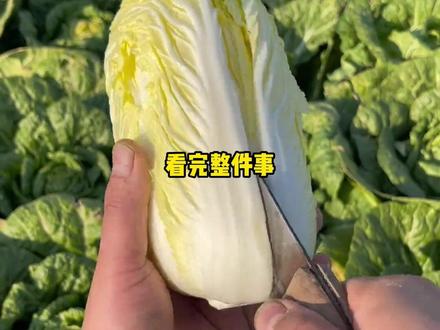 这波娃娃菜是真的无妄之灾 #娃娃菜 #老鼠药 #骗局 #万万想不到