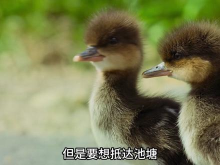小秋沙鸭出生的第一件事 就是玩蹦极 #动物世界 #秋沙鸭