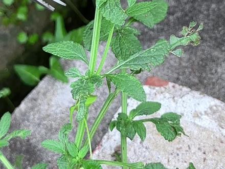 在家乡采收蛤蟆菜,开花后可以剪下茎杆 #植物科普 #三农