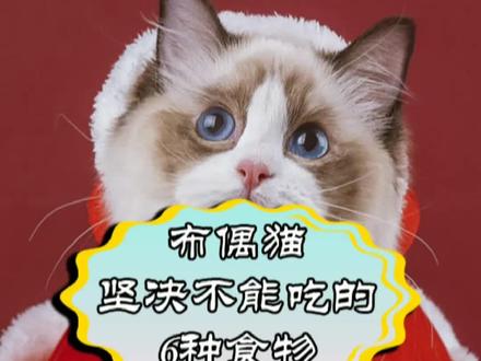 布偶猫坚决不能吃的6种食物! #萌宠 #猫咪 #布偶猫 @抖音小助手