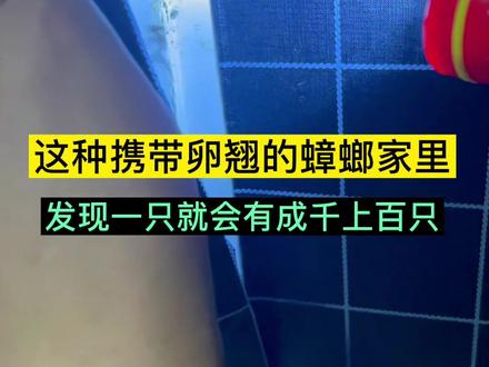 真不建议家里面贴墙纸,这种携带卵翘的蟑螂,发现一直就会有成千上万只。 #蟑螂 #蟑螂怎么消灭最彻底