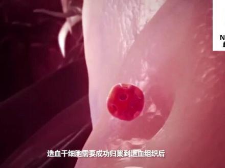 世界首次!中国科学家揭示造血干细胞体内归巢全过程!#开眼界了 #干细胞 #科普 #生命科学 #科普一下 #免疫细胞